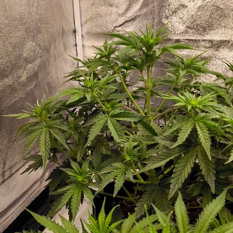 Northern Lights growlog timeline photo