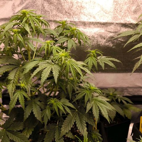 Northern Lights growlog timeline photo