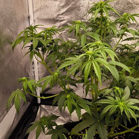Northern Lights growlog timeline photo