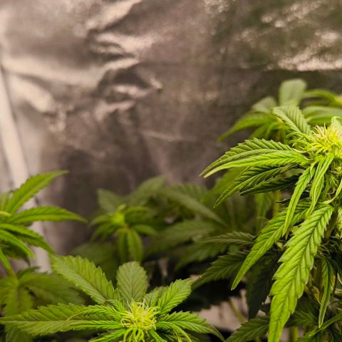 Northern Lights growlog timeline photo