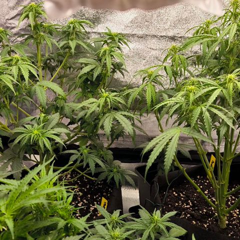 Northern Lights growlog timeline photo
