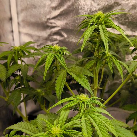 Northern Lights growlog timeline photo