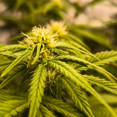 Northern Lights growlog timeline photo
