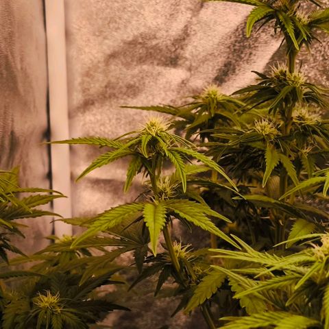 Northern Lights growlog timeline photo