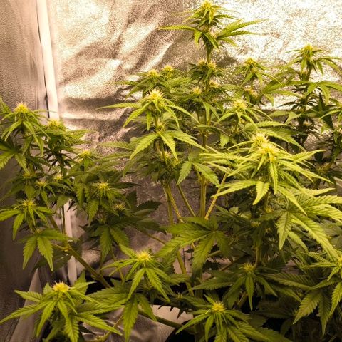 Northern Lights growlog timeline photo