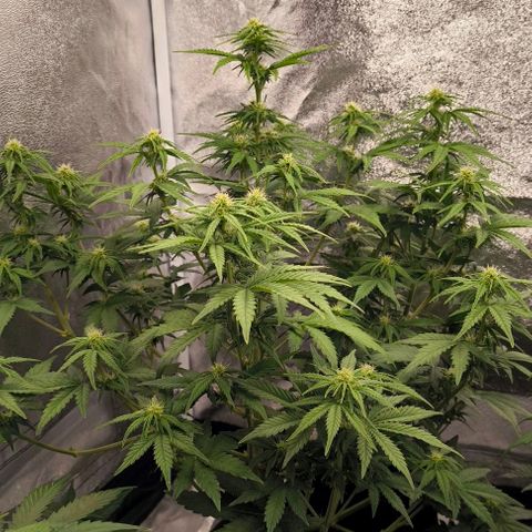 Northern Lights growlog timeline photo