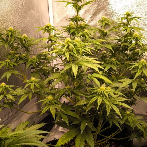 Northern Lights growlog timeline photo