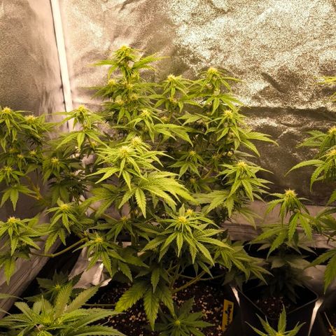 Northern Lights growlog timeline photo