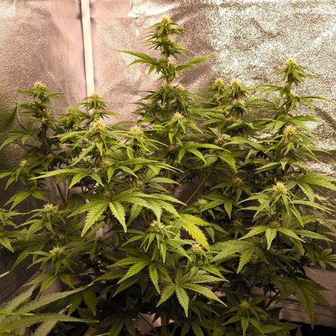 Northern Lights growlog timeline photo
