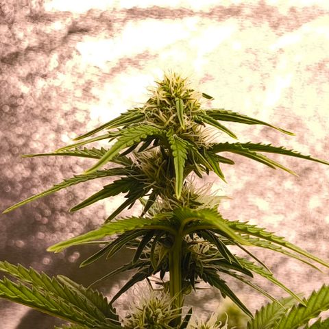 Northern Lights growlog timeline photo