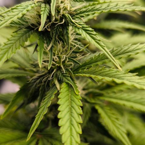 Northern Lights growlog timeline photo