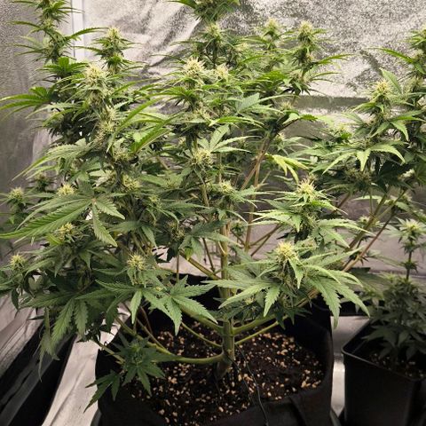 Northern Lights growlog timeline photo
