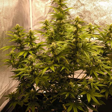 Northern Lights growlog timeline photo