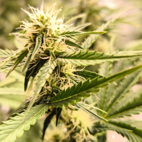 Northern Lights growlog timeline photo