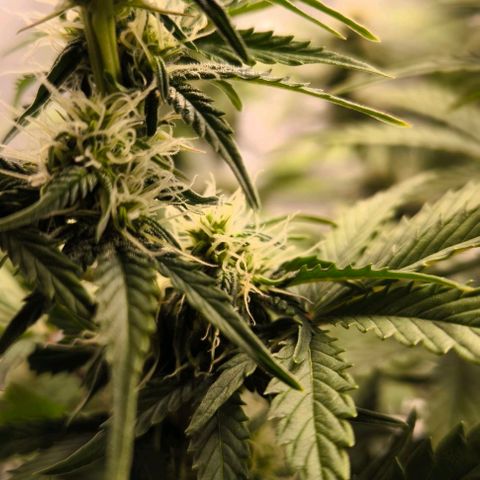 Northern Lights growlog timeline photo