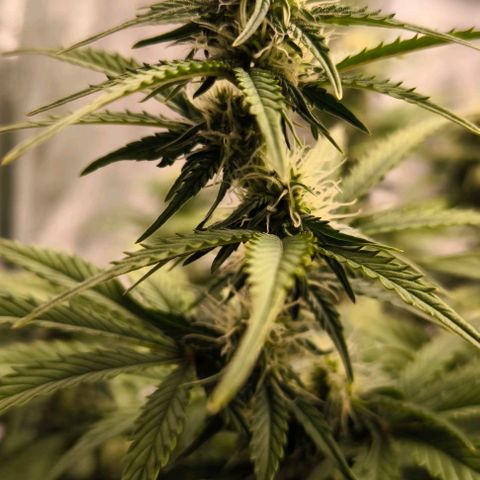 Northern Lights growlog timeline photo