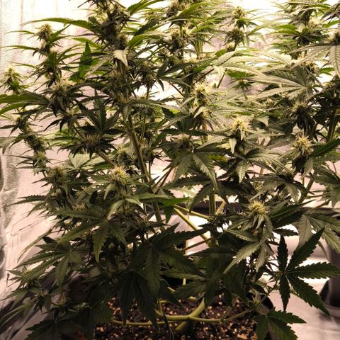 Northern Lights growlog timeline photo