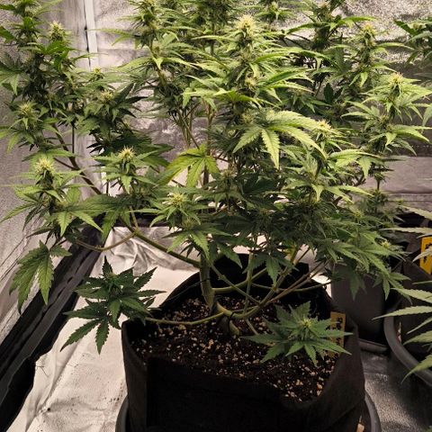 Northern Lights growlog timeline photo
