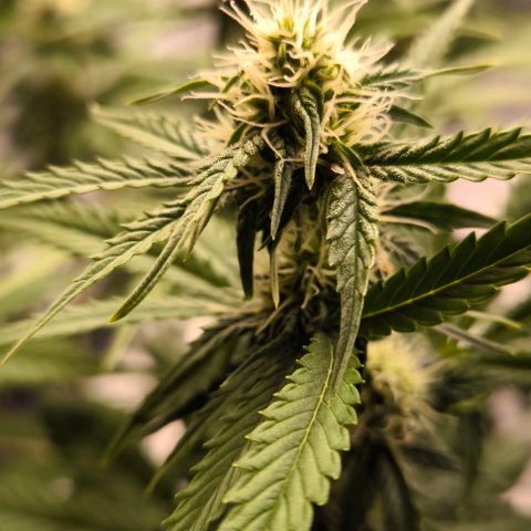 Northern Lights growlog timeline photo