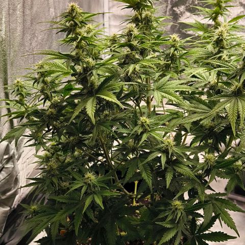 Northern Lights growlog timeline photo