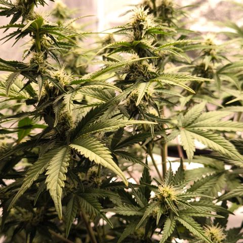 Northern Lights growlog timeline photo