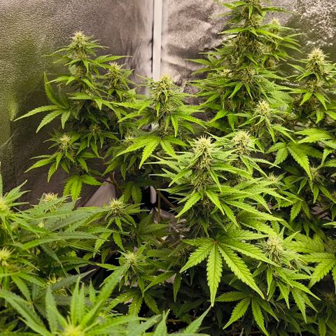 Northern Lights growlog timeline photo