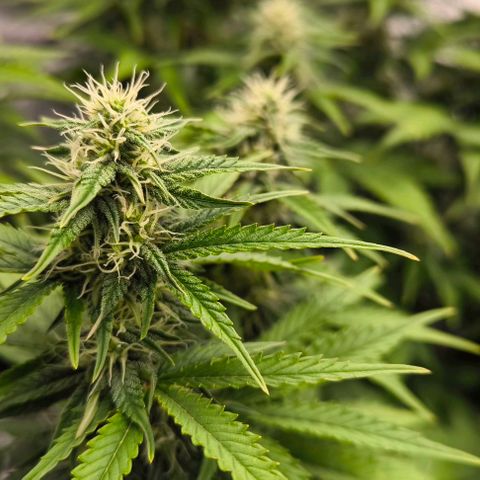 Northern Lights growlog timeline photo
