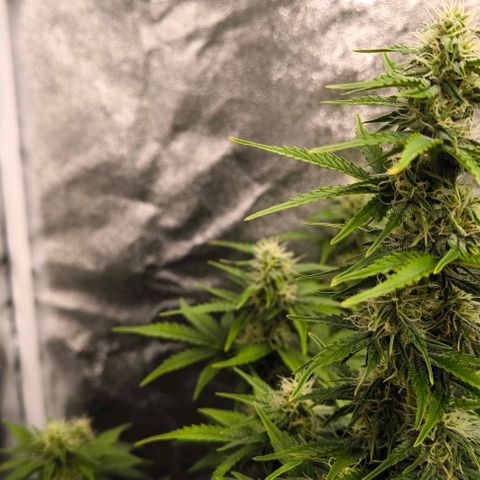 Northern Lights growlog timeline photo