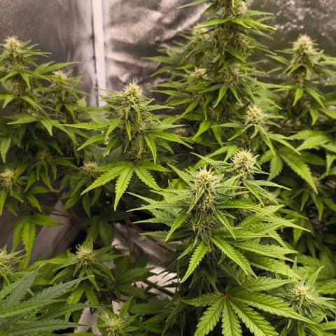 Northern Lights growlog timeline photo