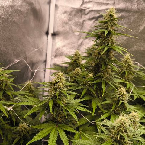 Northern Lights growlog timeline photo