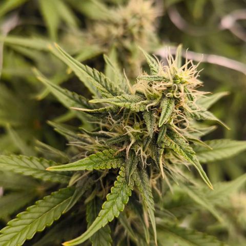 Northern Lights growlog timeline photo
