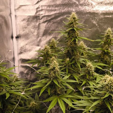 Northern Lights growlog timeline photo
