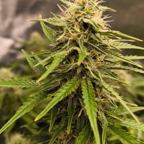 Northern Lights growlog timeline photo