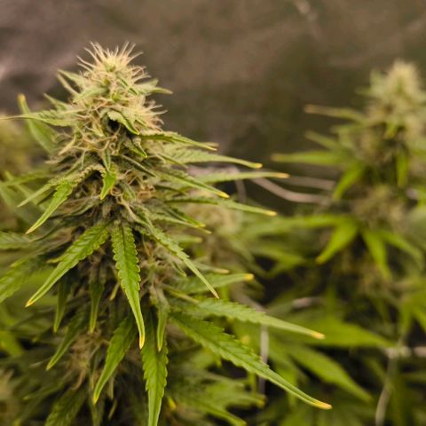 Northern Lights growlog timeline photo