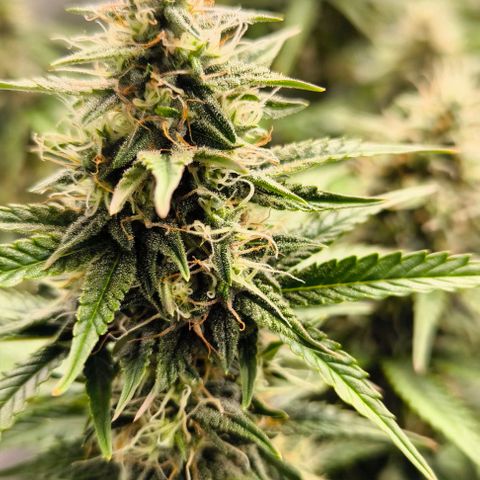 Northern Lights growlog timeline photo