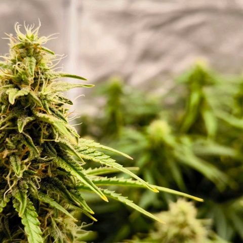 Northern Lights growlog timeline photo