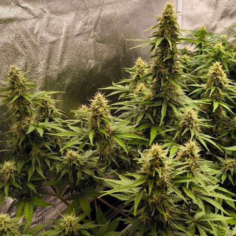 Northern Lights growlog timeline photo