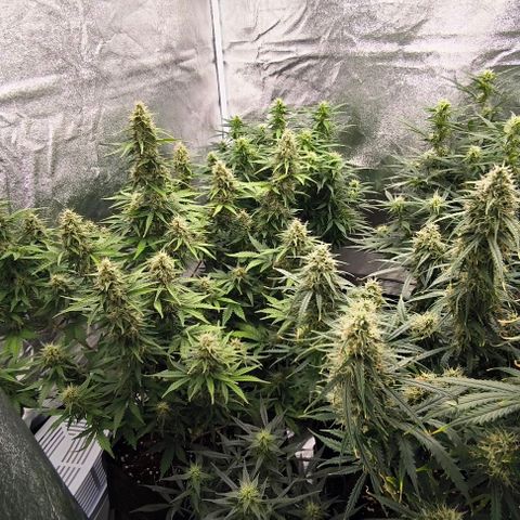 Northern Lights growlog timeline photo