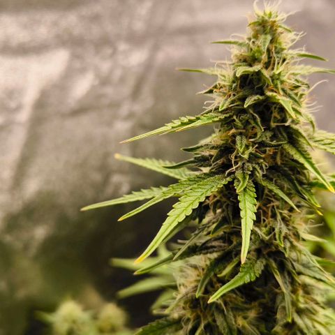 Northern Lights growlog timeline photo