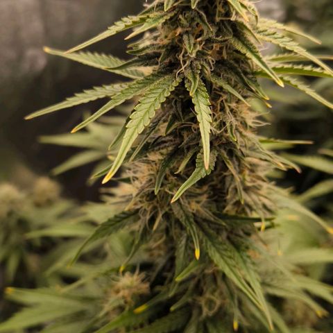 Northern Lights growlog timeline photo