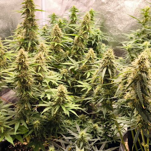 Northern Lights growlog timeline photo