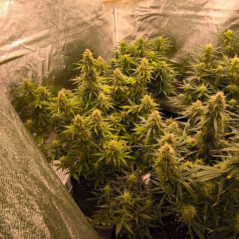Northern Lights growlog timeline photo