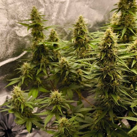 Northern Lights growlog timeline photo