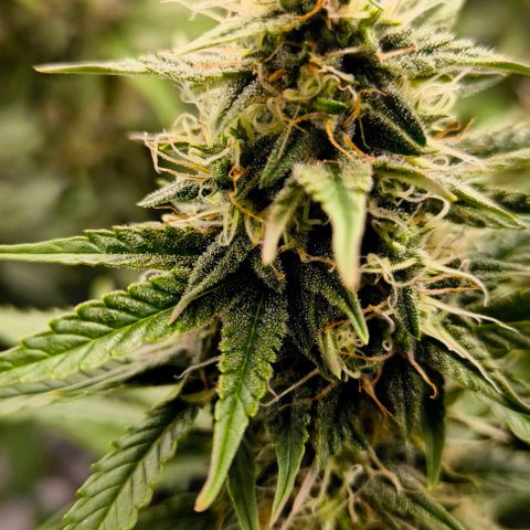 Northern Lights growlog timeline photo