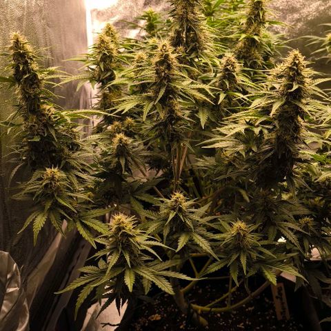 Northern Lights growlog timeline photo