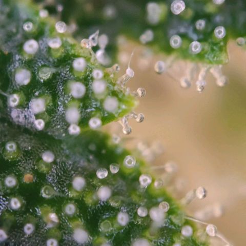 Northern Lights growlog timeline photo
