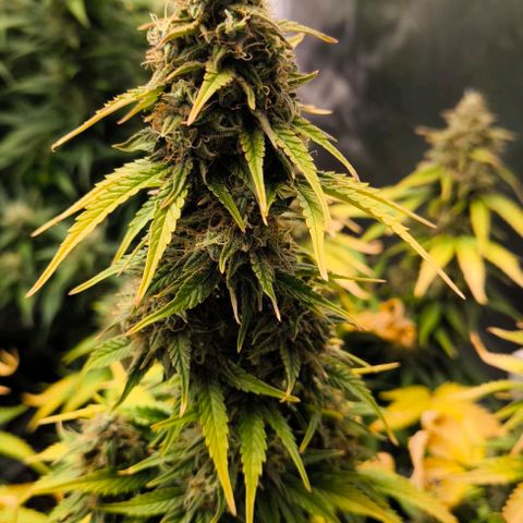Northern Lights growlog timeline photo