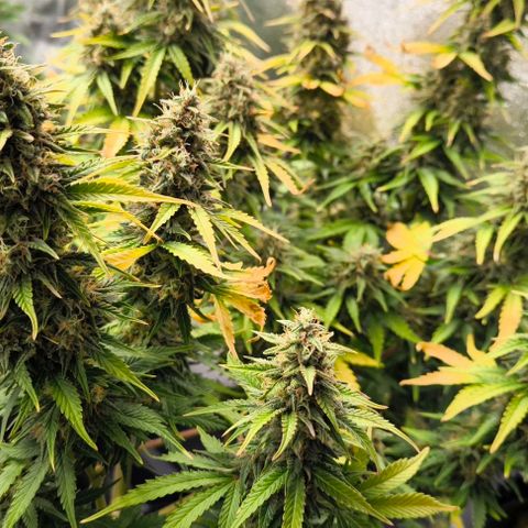 Northern Lights growlog timeline photo