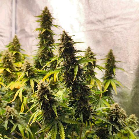 Northern Lights growlog timeline photo