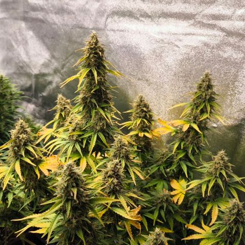 Northern Lights growlog timeline photo